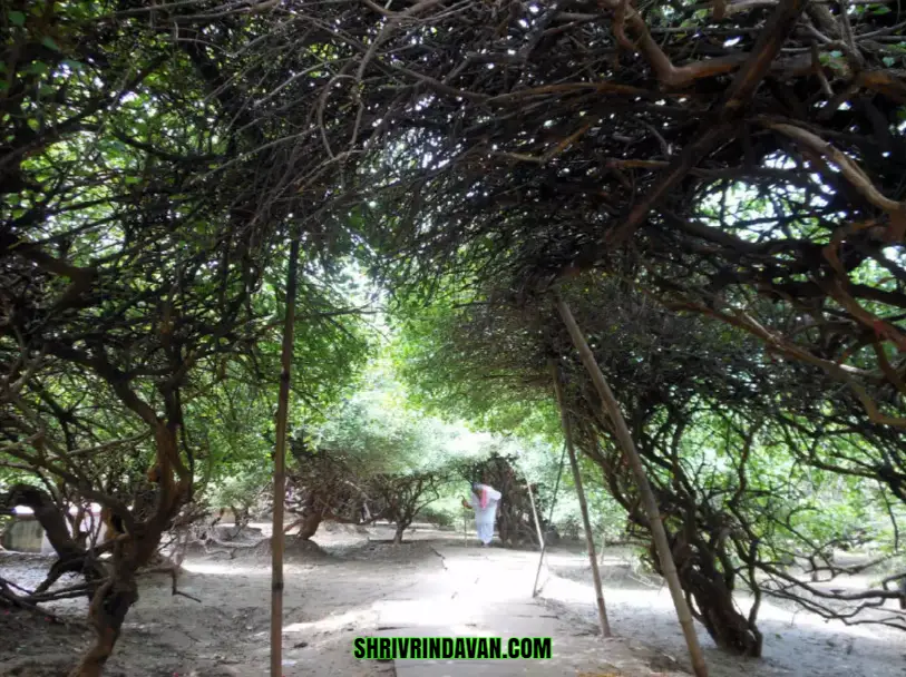Nidhivan: The Mystical Forest of Vrindavan